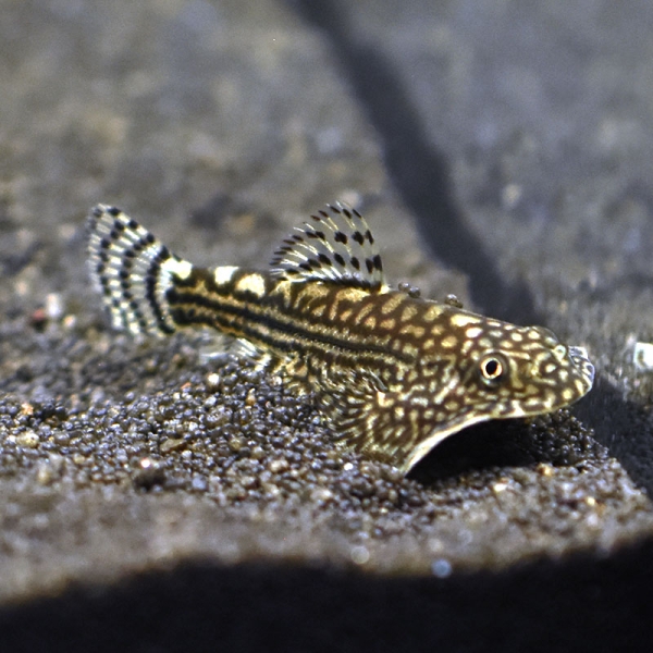 Schöner Flossensauger, Sewellia lineolata